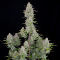 Wedding Cheesecake Auto (FastBuds) Feminisoidut