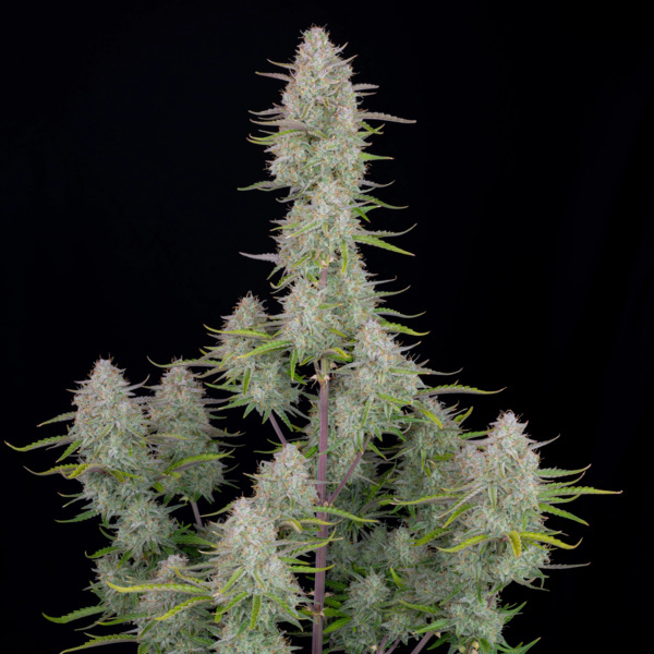 Wedding Cheesecake Auto (FastBuds) Feminisoidut