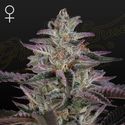 Banana Krumble (Greenhouse Seeds) Feminisoidut