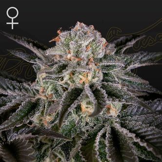 Wonder Pie (Greenhouse Seeds) feminisoidut kannabiksen siemenet