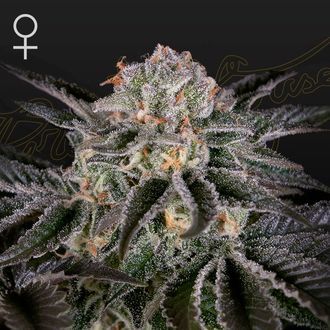 Wonder Pie (Greenhouse Seeds) Feminisoidut