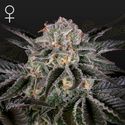 Wonder Pie (Greenhouse Seeds) Feminisoidut