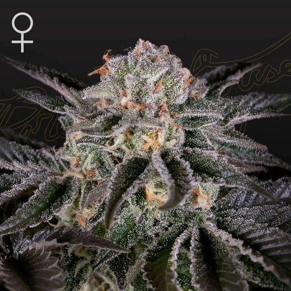 Wonder Pie (Greenhouse Seeds) Feminisoidut