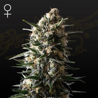 Bubba Slush (Greenhouse Seeds) Feminisoidut
