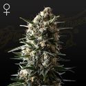 Bubba Slush (Greenhouse Seeds) Feminisoidut