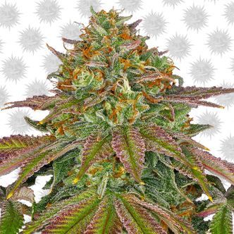 Wedding Cake (Barney's Farm) feminisoidut