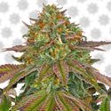 Wedding Cake (Barney's Farm) Feminisoidut