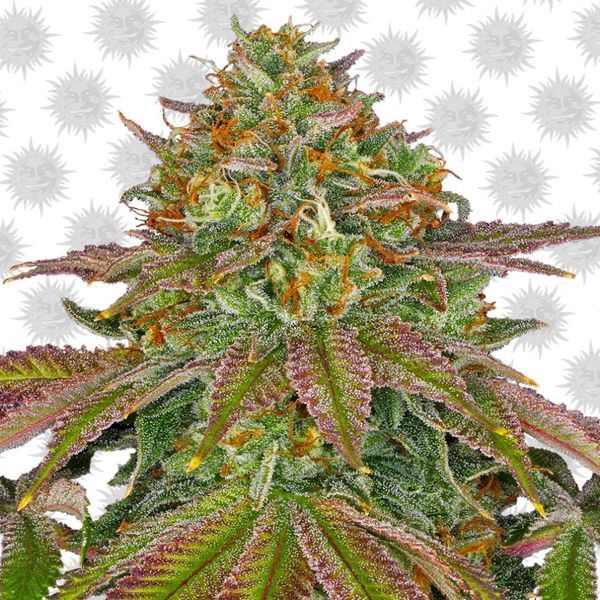 Wedding Cake (Barney's Farm) Feminisoidut