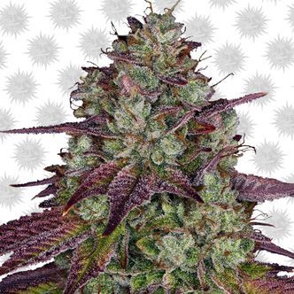 MIMOSA EVO (Barney's Farm) feminisoidut kannabiksen siemenet
