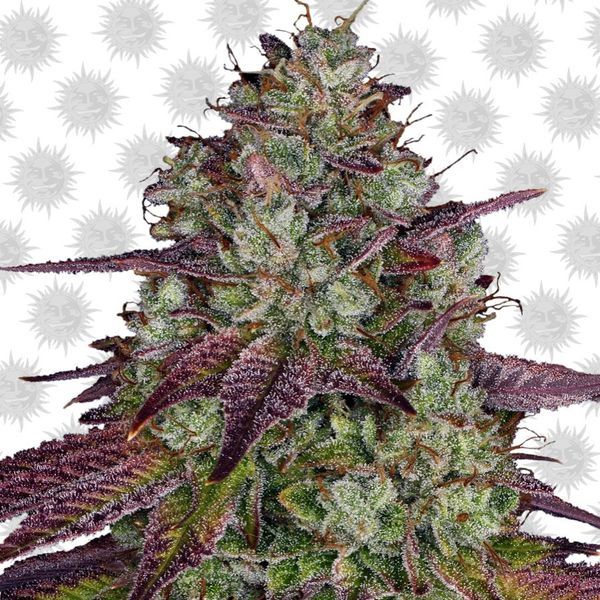 MIMOSA EVO (Barney's Farm) Feminisoidut