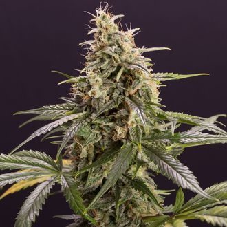 Chem-Bomb Auto (Humboldt Seed Organization) Feminisoidut