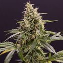 Chem-Bomb Auto (Humboldt Seed Organization) Feminisoidut