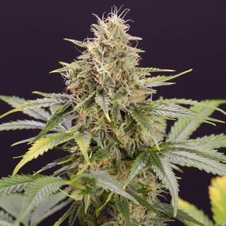 Chocolate Mint OG Auto (Humboldt Seed Organization) Feminisoidut