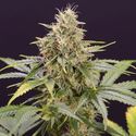 Chocolate Mint OG Auto (Humboldt Seed Organization) Feminisoidut