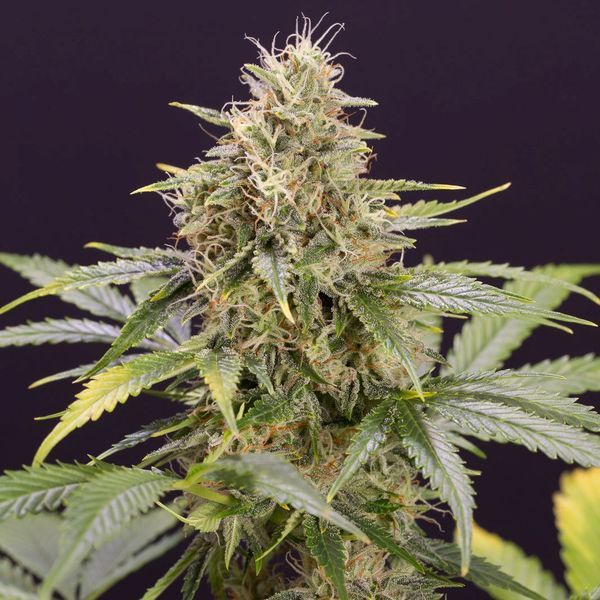 Chocolate Mint OG Auto (Humboldt Seed Organization) Feminisoidut