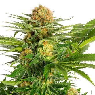 White Domina (Kannabia) Feminisoidut