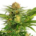 White Domina (Kannabia) Feminisoidut