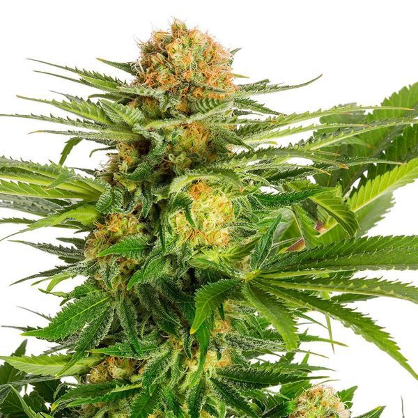 White Domina (Kannabia) Feminisoidut