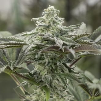 Lemon Citron (Humboldt Seed Organization) Feminisoidut