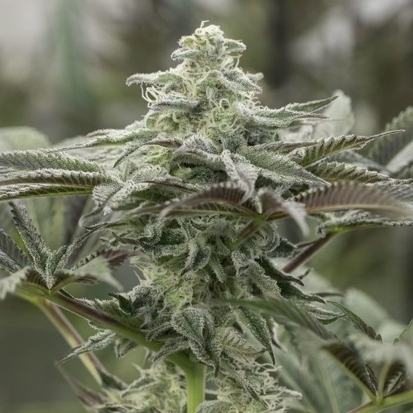 Lemon Citron (Humboldt Seed Organization) Feminisoidut