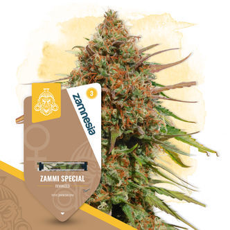 Zammi Special (Zamnesia Seeds) feminisoidut