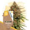 Zammi Special (Zamnesia Seeds) Feminisoidut