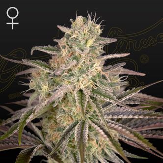 Cloud Walker (Greenhouse Seeds) feminisoidut