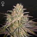 Cloud Walker (Greenhouse Seeds) Feminisoidut