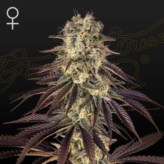 Kong's Krush (Greenhouse Seeds) Feminisoidut