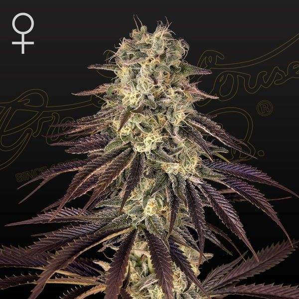Kong's Krush (Greenhouse Seeds) Feminisoidut