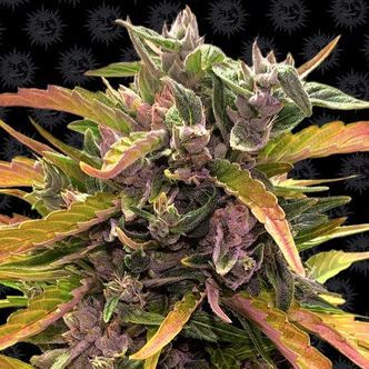 Gorilla Glue Auto (Barney's Farm) feminisoidut