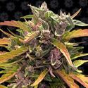 GG#4 Auto (Barney's Farm) Feminisoidut