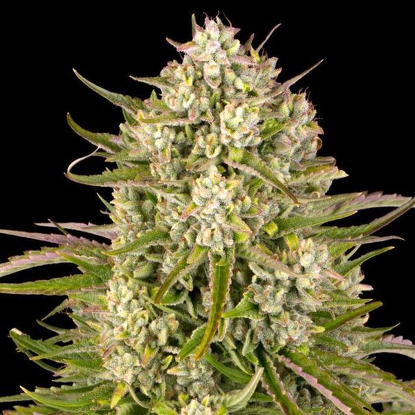 Wedding Cake Auto (Barney's Farm) Feminisoidut