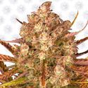 Dos Si Dos Auto (Barney's Farm) Feminisoidut