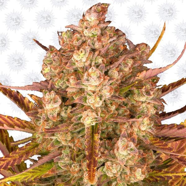 Dos Si Dos Auto (Barney's Farm) Feminisoidut
