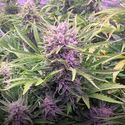 Gorilla Zkittlez Auto (Barney's Farm) Feminisoidut