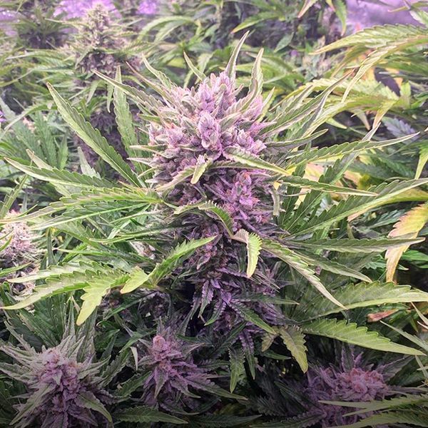 Gorilla Zkittlez Auto (Barney's Farm) Feminisoidut