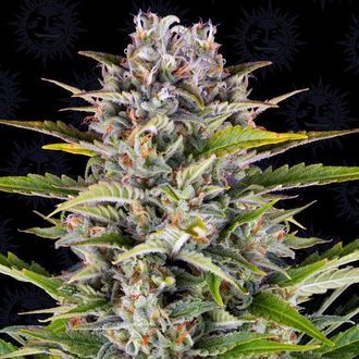 Gorilla Zkittlez Auto (Barney's Farm) Feminisoidut