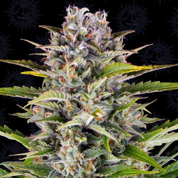 Gorilla Zkittlez Auto (Barney's Farm) Feminisoidut
