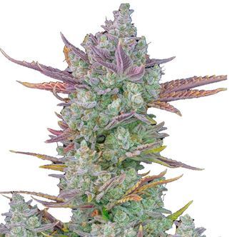 Gorilla Cookies Auto (FastBuds) feminisoidut