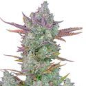 Gorilla Cookies Auto (FastBuds) Feminisoidut
