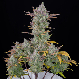 Gorilla Cookies Auto (FastBuds) Feminisoidut