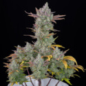 Gorilla Cookies Auto (FastBuds) Feminisoidut