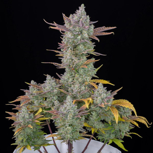 Gorilla Cookies Auto (FastBuds) Feminisoidut