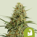 HulkBerry Autoflower (Royal Queen Seeds) Feminisoidut