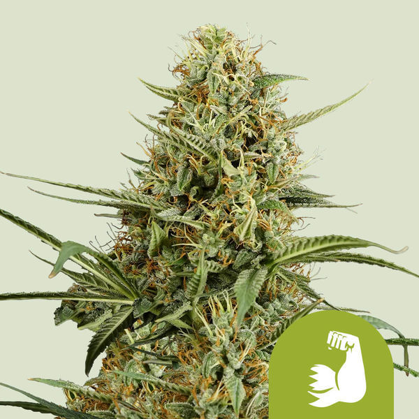 HulkBerry Autoflower (Royal Queen Seeds) Feminisoidut