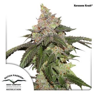 Kerosene Krash (Dutch Passion) feminisoidut kannabiksen siemenet
