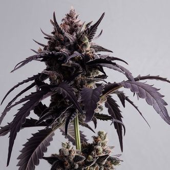 Ginger Punch Auto (Kannabia) feminisoidut