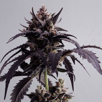 Ginger Punch Auto (Kannabia) Feminisoidut