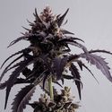 Ginger Punch Auto (Kannabia) Feminisoidut